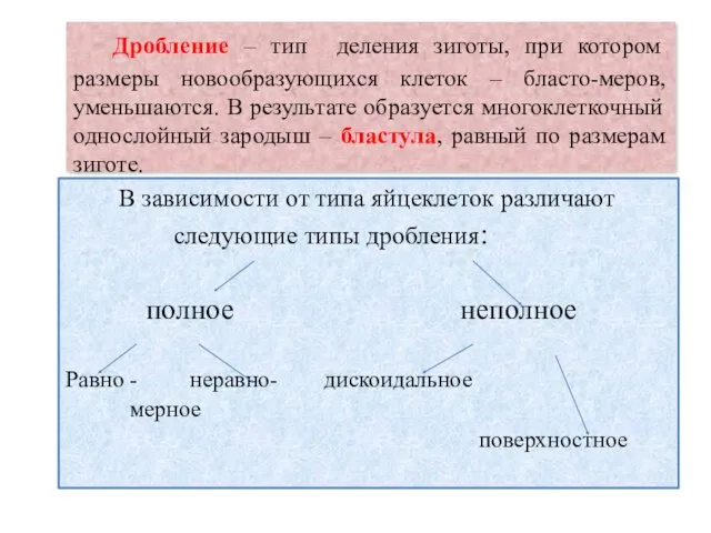 Дробление – тип деления зиготы, при котором размеры новообразующихся клеток