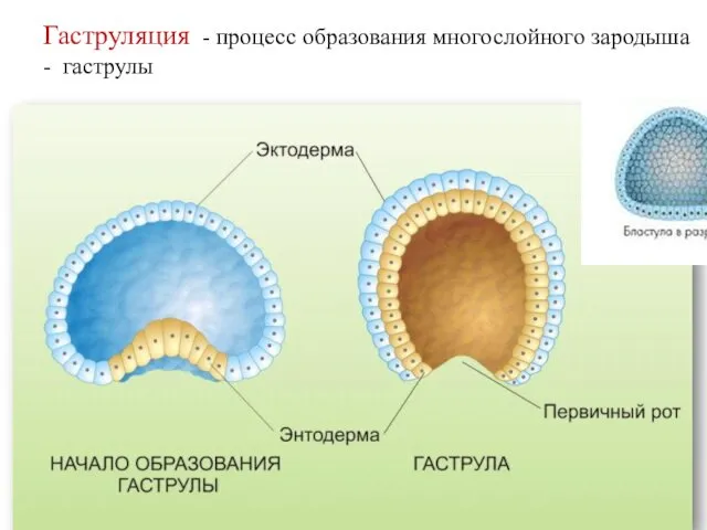 Гаструляция - процесс образования многослойного зародыша - гаструлы
