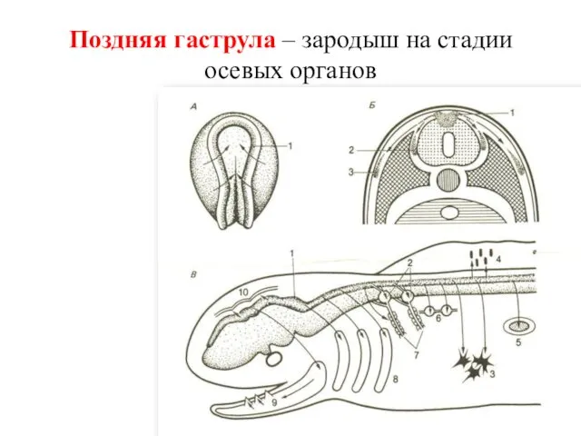 Поздняя гаструла – зародыш на стадии осевых органов