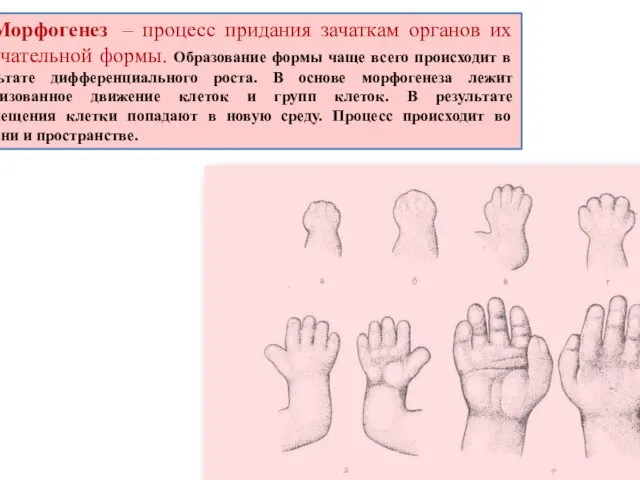 Морфогенез – процесс придания зачаткам органов их окончательной формы. Образование