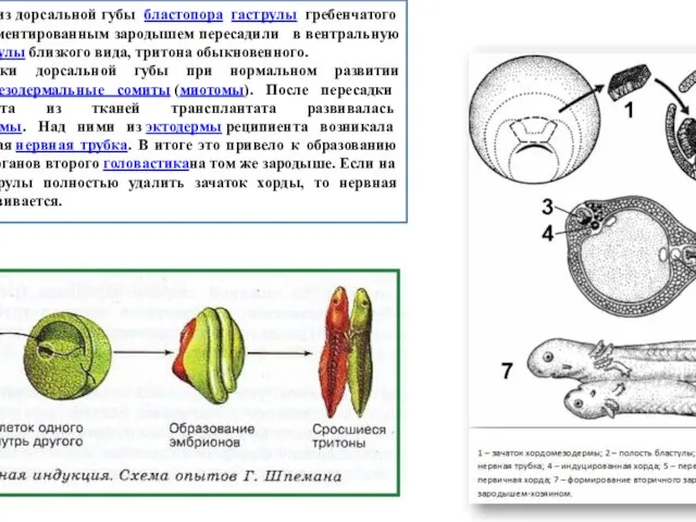 Кусочек ткани из дорсальной губы бластопора гаструлы гребенчатого тритона со