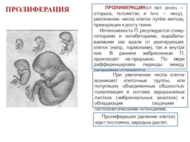 Пролиферация (деление клеток) идет постоянно, зародыш растет. ПРОЛИФЕРАЦИЯ(от лат. proles