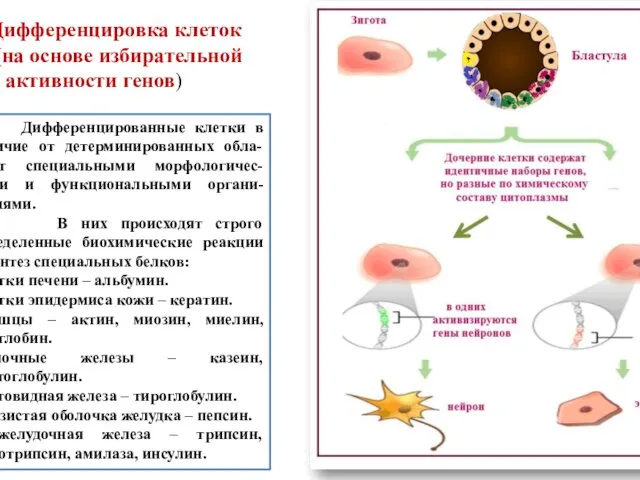 Дифференцировка клеток (на основе избирательной активности генов) Дифференцированные клетки в