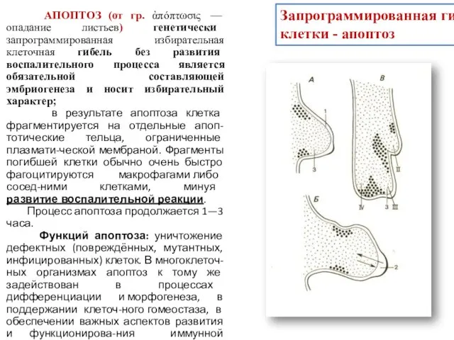 Запрограммированная гибель клетки - апоптоз АПОПТОЗ (от гр. ἀπόπτωσις —