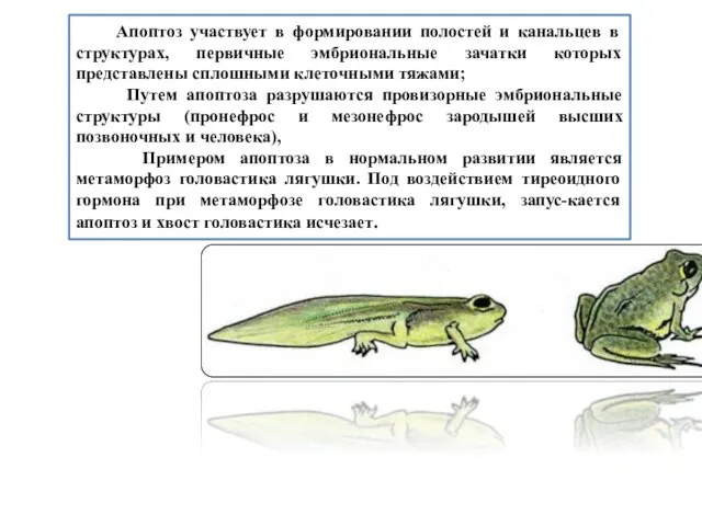 Апоптоз участвует в формировании полостей и канальцев в структурах, первичные