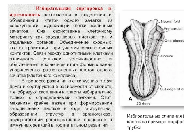 Избирательная сортировка и адгезивность заключается в выделении и объединении клеток