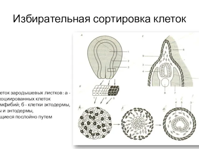 Избирательная сортировка клеток Адгезия клеток зародышевых листков: а - смесь