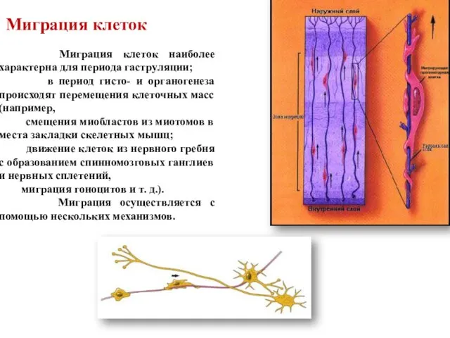 Миграция клеток Миграция клеток наиболее характерна для периода гаструляции; в
