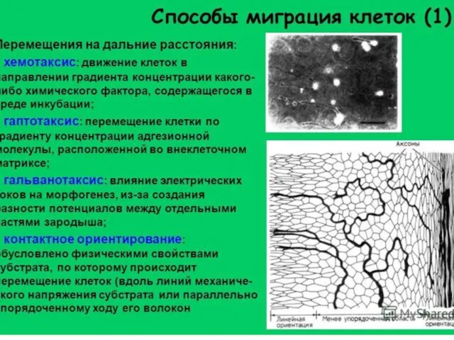 Миграция клеток: механизмы