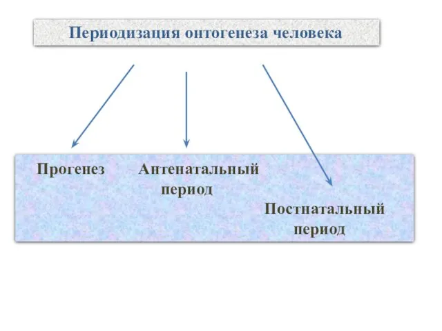 Прогенез Антенатальный период Постнатальный период Периодизация онтогенеза человека