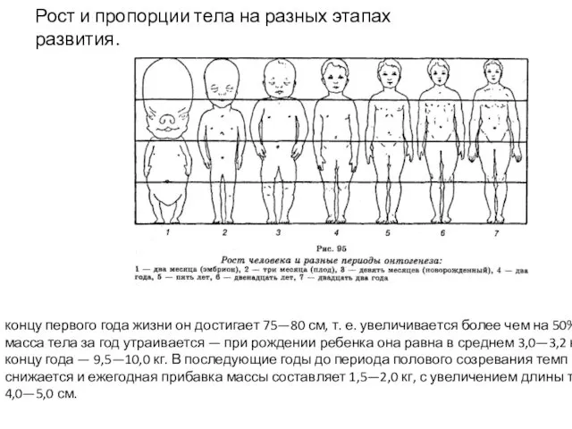 Рост и пропорции тела на разных этапах развития. концу первого