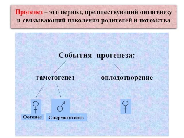 События прогенеза: гаметогенез оплодотворение Прогенез – это период, предшествующий онтогенезу и связывающий поколения родителей и потомства