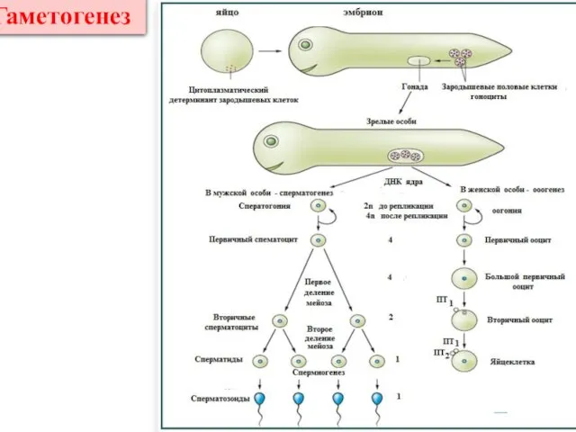 Гаметогенез