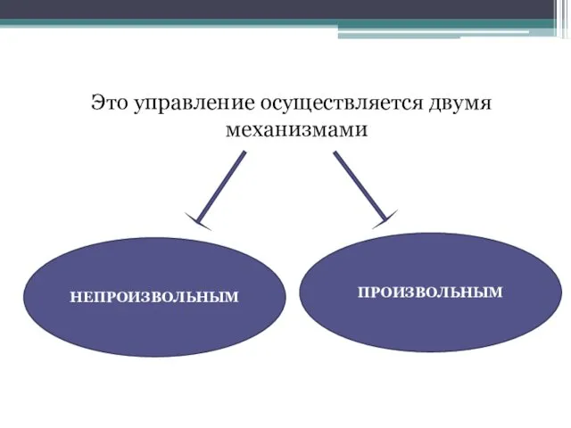 Это управление осуществляется двумя механизмами НЕПРОИЗВОЛЬНЫМ ПРОИЗВОЛЬНЫМ