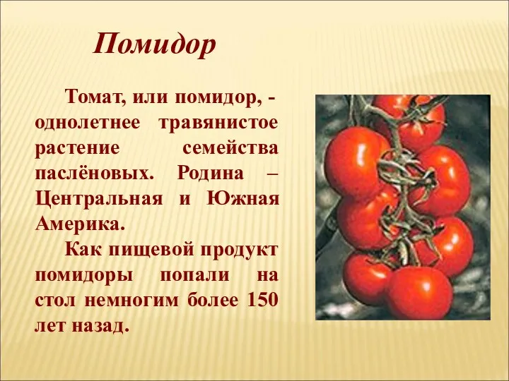 Томат, или помидор, - однолетнее травянистое растение семейства паслёновых. Родина – Центральная и