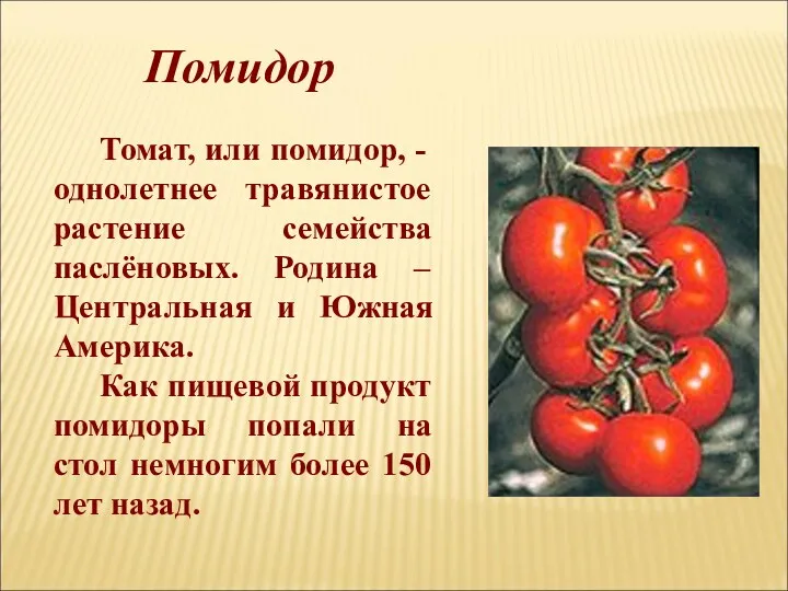 Томат, или помидор, - однолетнее травянистое растение семейства паслёновых. Родина