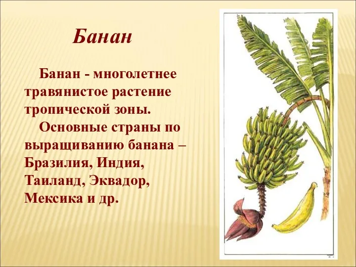 Банан Банан - многолетнее травянистое растение тропической зоны. Основные страны по выращиванию банана