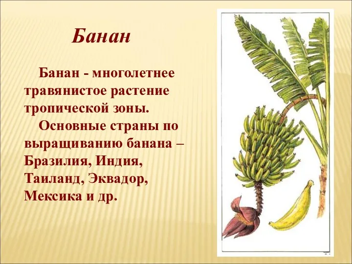 Банан Банан - многолетнее травянистое растение тропической зоны. Основные страны