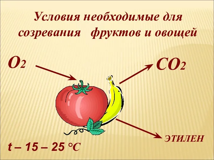 О2 СО2 t – 15 – 25 °С Условия необходимые для созревания фруктов и овощей ЭТИЛЕН