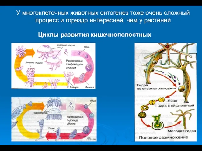 У многоклеточных животных онтогенез тоже очень сложный процесс и гораздо