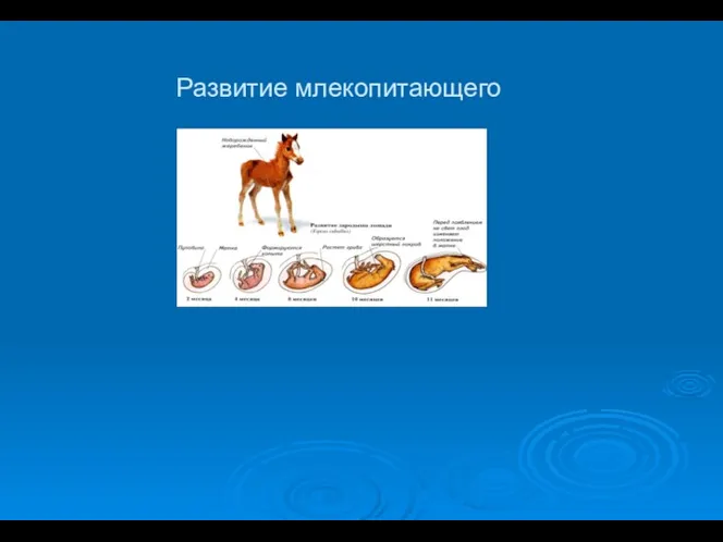 Развитие млекопитающего