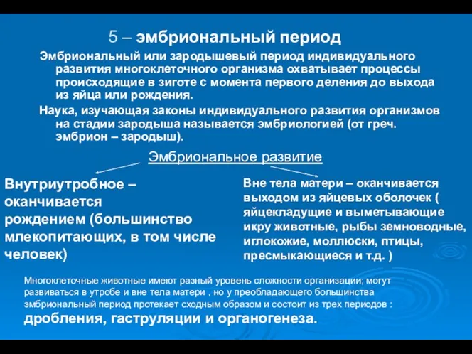 Эмбриональный или зародышевый период индивидуального развития многоклеточного организма охватывает процессы