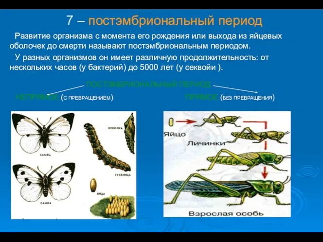 7 – постэмбриональный период Развитие организма с момента его рождения