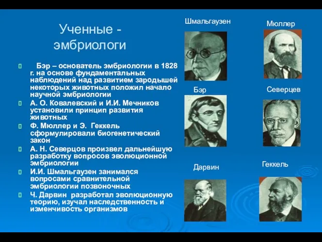 Ученные - эмбриологи Бэр – основатель эмбриологии в 1828 г.