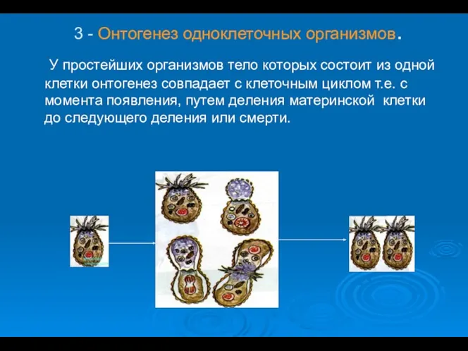 3 - Онтогенез одноклеточных организмов. У простейших организмов тело которых