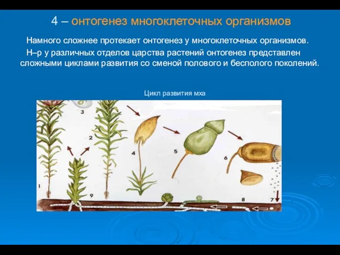 4 – онтогенез многоклеточных организмов Намного сложнее протекает онтогенез у