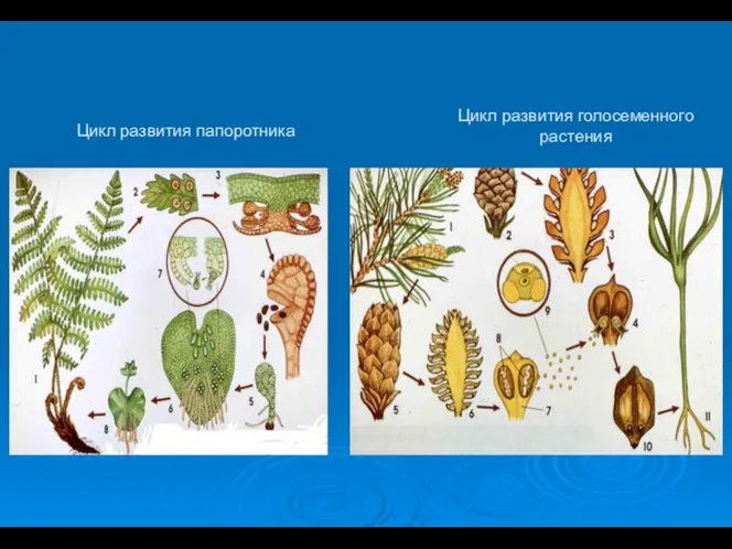 Цикл развития папоротника Цикл развития голосеменного растения