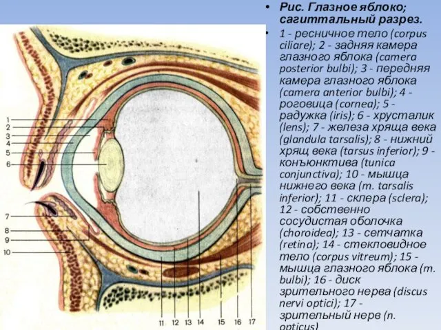 Рис. Глазное яблоко; сагиттальный разрез. 1 - ресничное тело (corpus