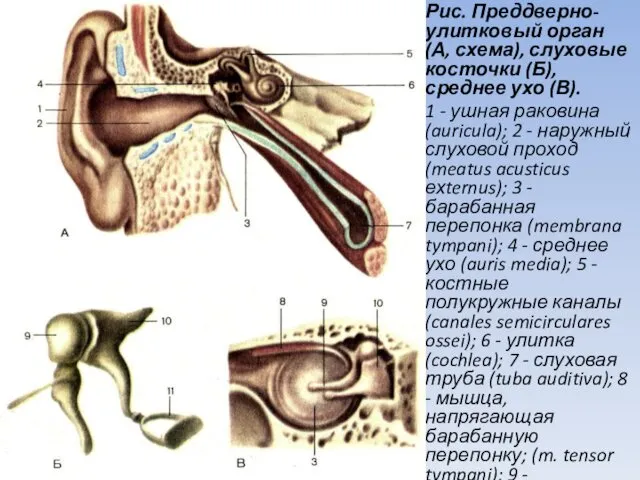 Рис. Преддверно-улитковый орган (А, схема), слуховые косточки (Б), среднее ухо