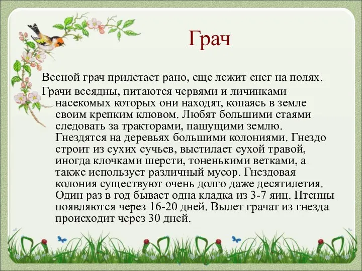 Грач Весной грач прилетает рано, еще лежит снег на полях.