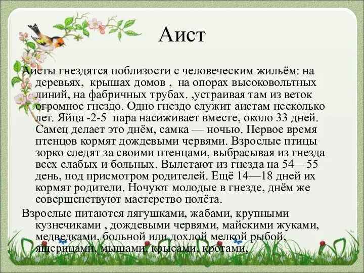 Аист Аисты гнездятся поблизости с человеческим жильём: на деревьях, крышах