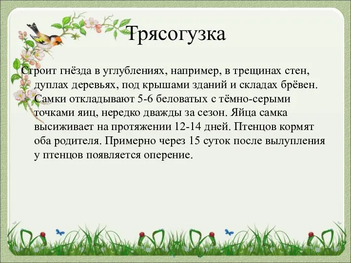 Трясогузка Строит гнёзда в углублениях, например, в трещинах стен, дуплах