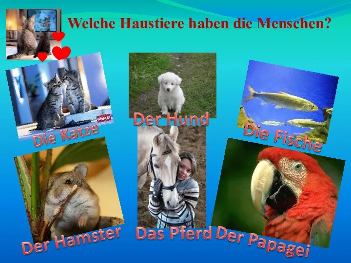 Welche Haustiere haben die Menschen?