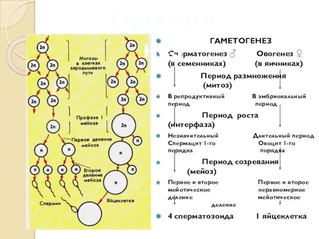 ГАМЕТОГЕНЕЗ Сперматогенез ♂ Овогенез ♀ (в семенниках) (в яичниках) Период