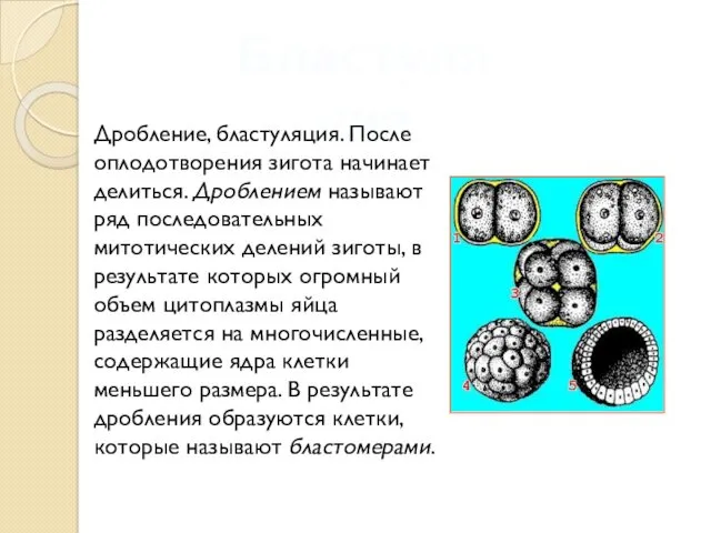 Бластуляция Дробление, бластуляция. После оплодотворения зигота начинает делиться. Дроблением называют