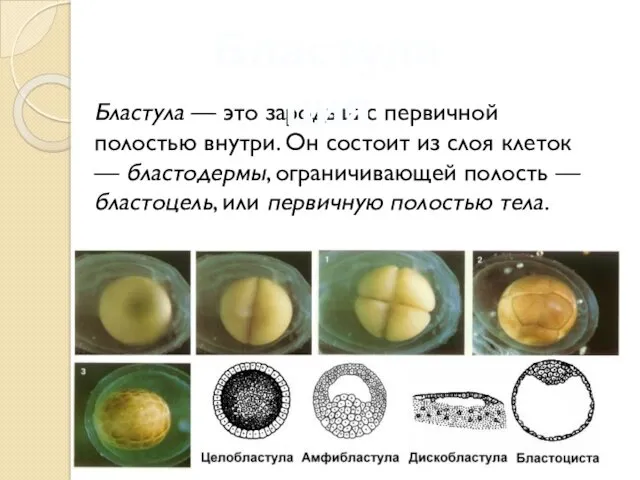 Бластула — это зародыш с первичной полостью внутри. Он состоит