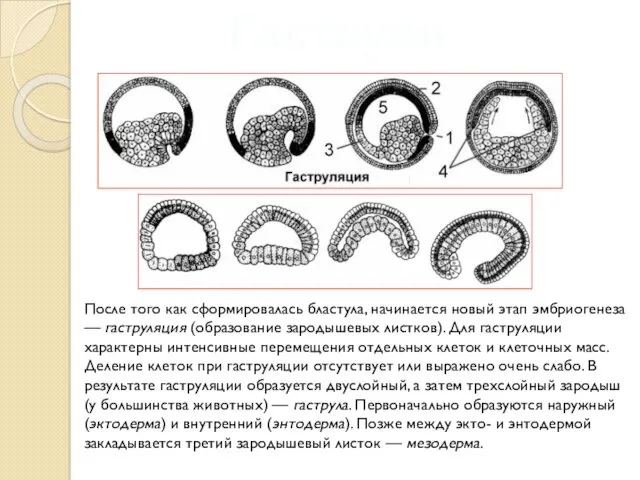 Гаструляция После того как сформировалась бластула, начинается новый этап эмбриогенеза