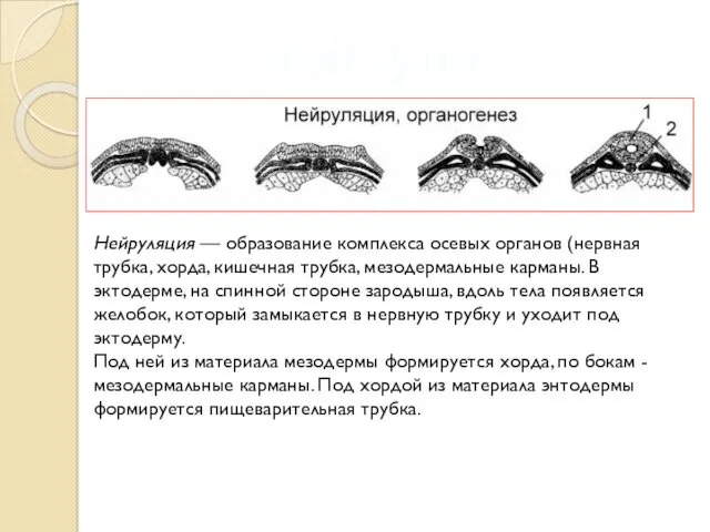 Нейруляция Нейруляция — образование комплекса осевых органов (нервная трубка, хорда,