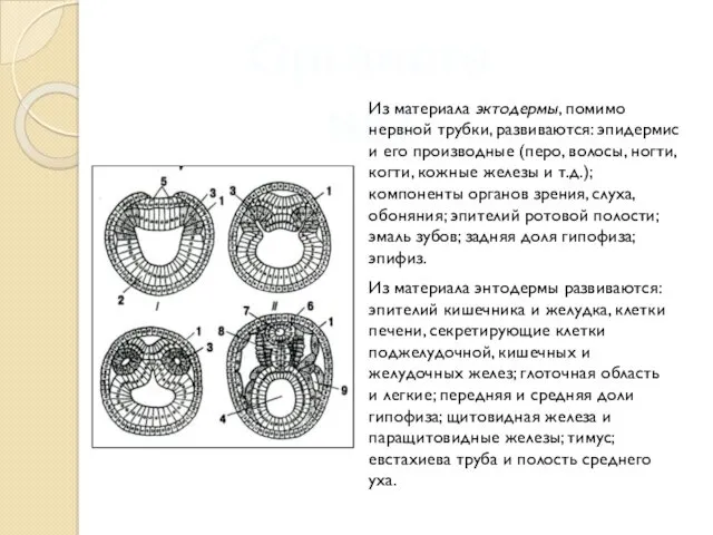 Органогенез Из материала эктодермы, помимо нервной трубки, развиваются: эпидермис и
