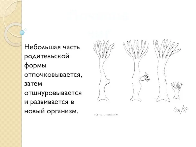 Почкование Небольшая часть родительской формы отпочковывается, затем отшнуровывается и развивается в новый организм.