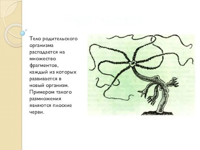 Фрагментация Тело родительского организма распадается на множество фрагментов, каждый из