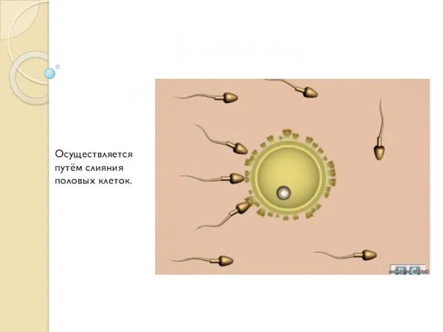 Половое размножение Осуществляется путём слияния половых клеток.