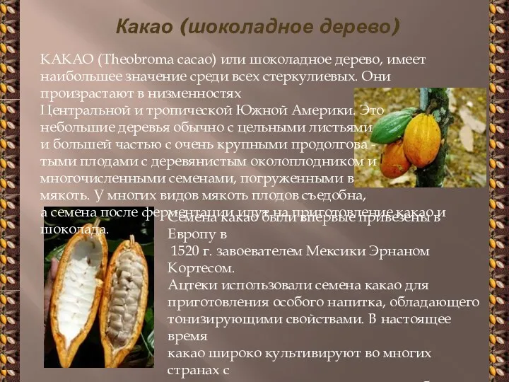 Какао (шоколадное дерево) КАКАО (Theobroma cacao) или шоколадное дерево, имеет