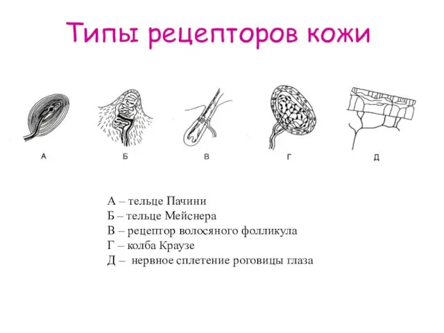 Типы рецепторов кожи А – тельце Пачини Б – тельце