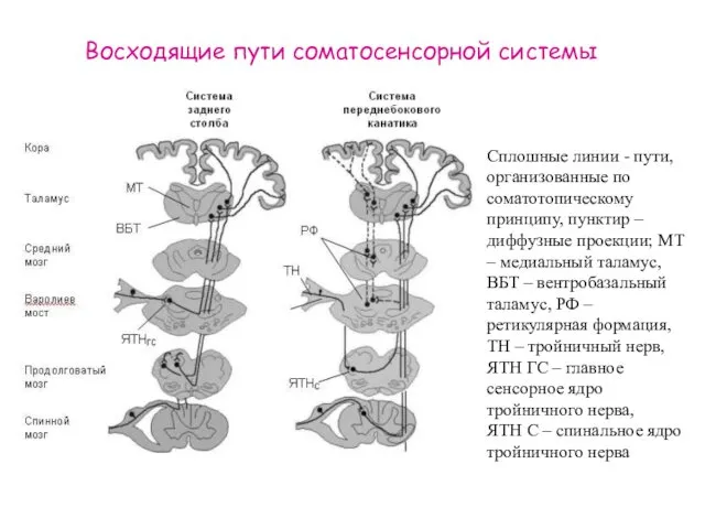 Восходящие пути соматосенсорной системы Сплошные линии - пути, организованные по