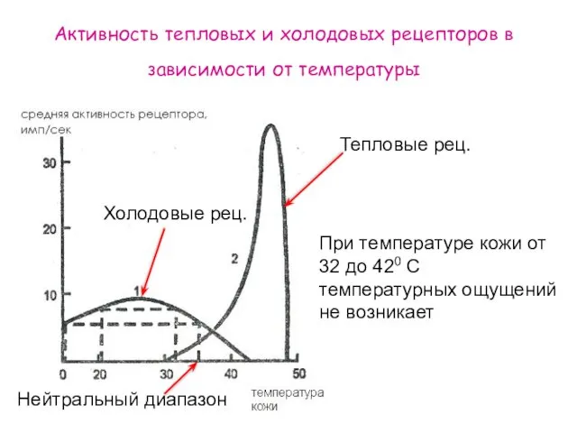 Активность тепловых и холодовых рецепторов в зависимости от температуры При